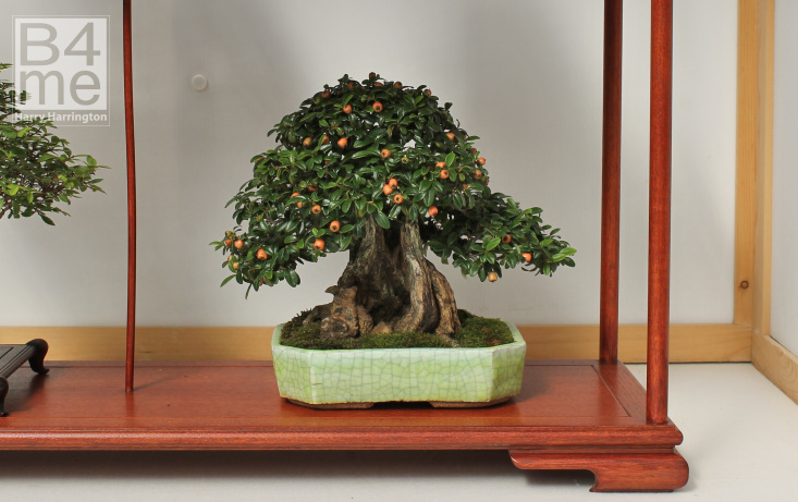 Cotoneaster Shohin bonsai